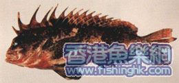 老虎魚!!!!