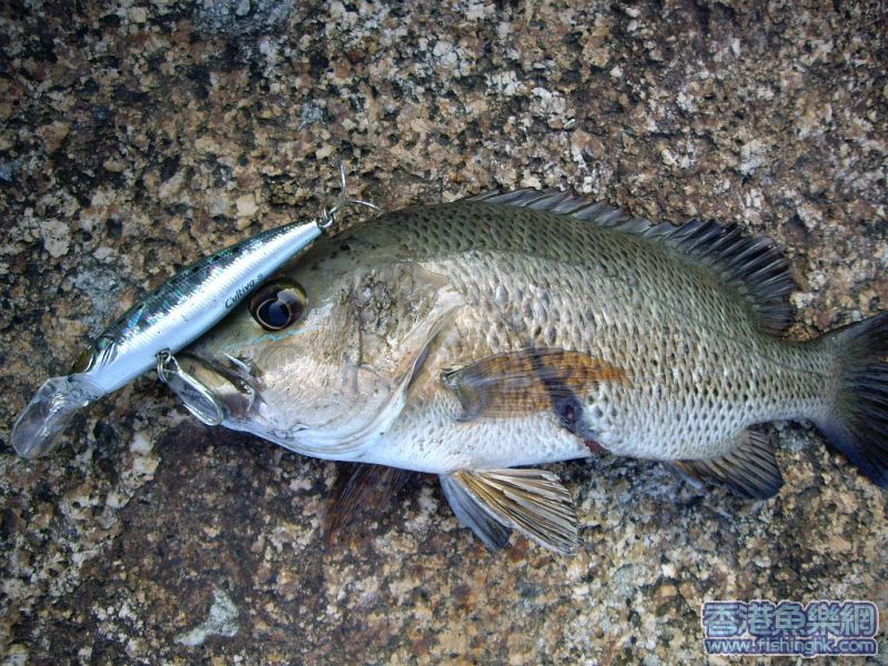 受傷的25cm小紅(已放生)