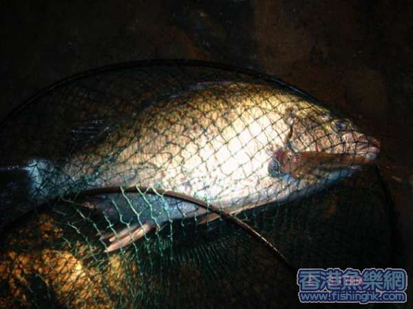 白格(鯛魚)