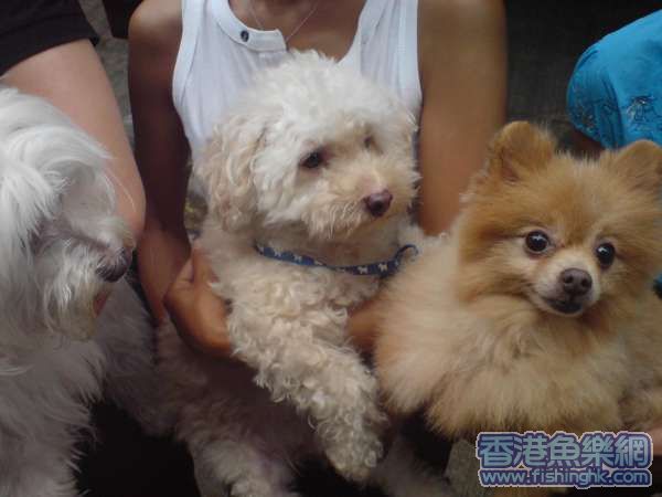 ISO dog close up!!