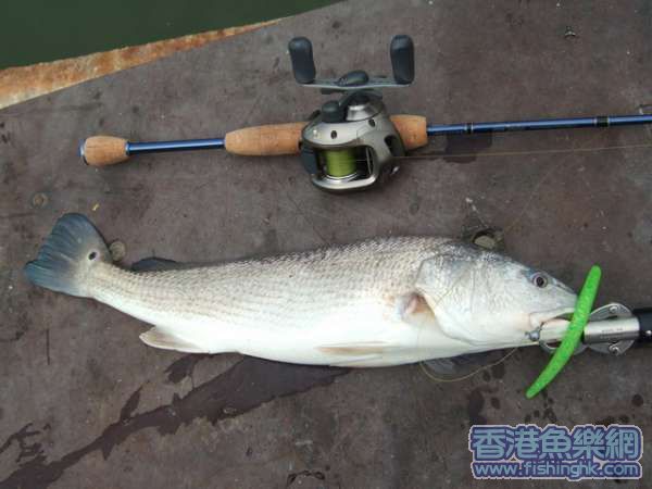 就係呢條用 noodle中