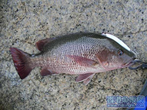 4x cm 紅鮋 ( lure: 105mm floating)