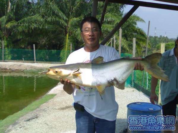 ThaiPatin3.jpg
