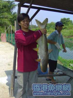 ThaiPatin2.JPG