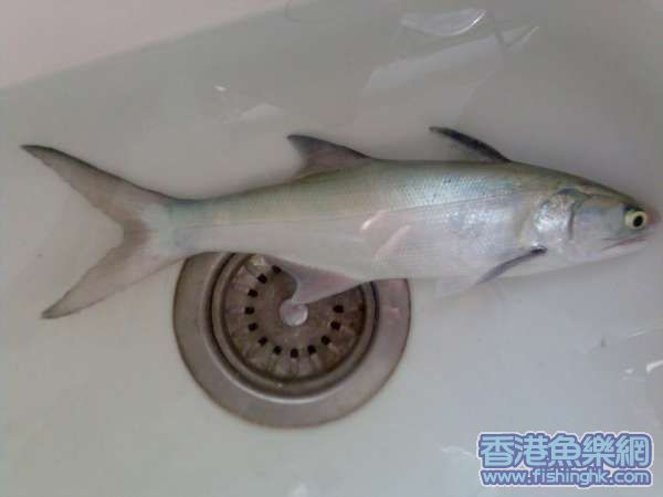 Ma yau.jpg