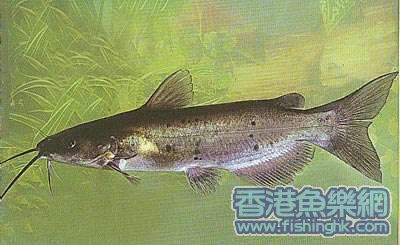 斑点叉尾鮰.jpg