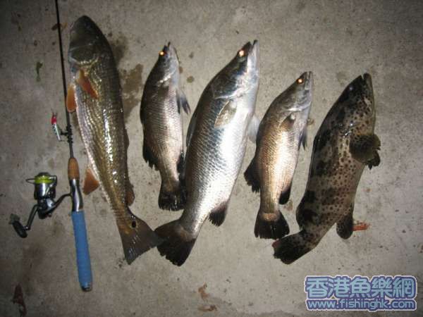 用佢釣獲