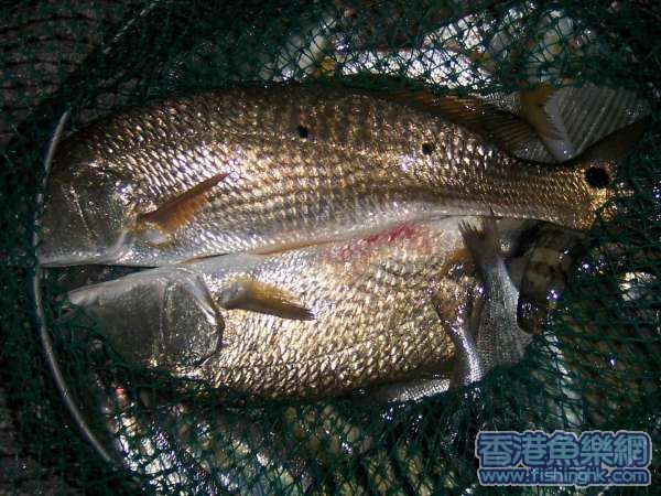 其中有條係傻鱸