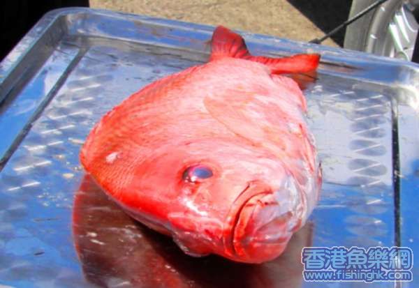 红鱼