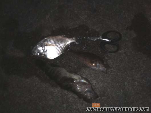 IMG018.JPG
