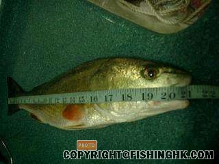 魚王8.JPG