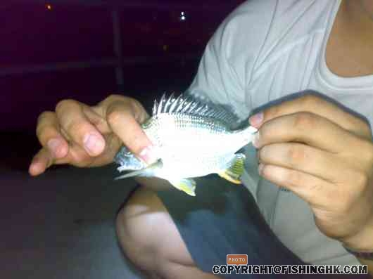 Baby yellow tail bream.jpg