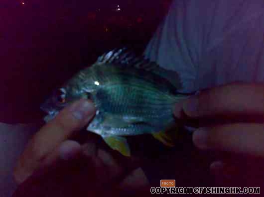 Baby yellow tail with nice markings.jpg