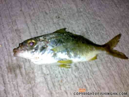 unknown fish 1.jpg