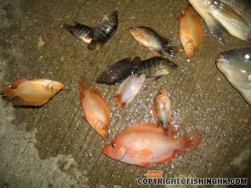 目標魚-12條