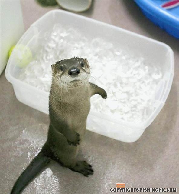 我想沖凍水涼