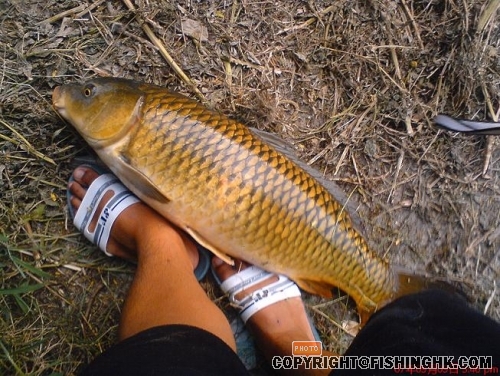 大橋釣鯉1.JPG