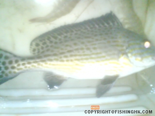 0.4 lbs x 1 released