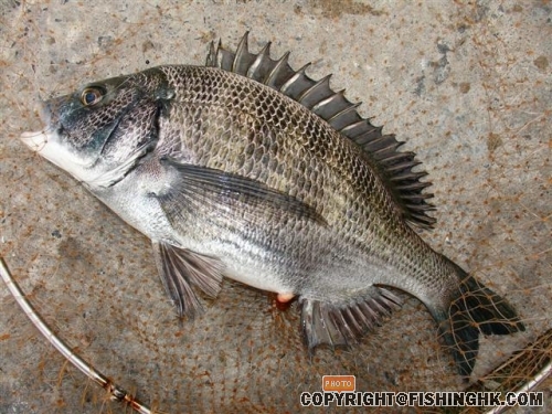tk06 (Small).JPG