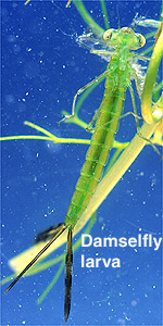 damselflylarva.jpg