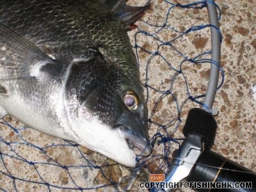 兩條都是中咀角上唇正吃