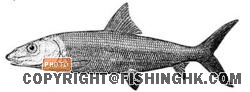 fish.JPG