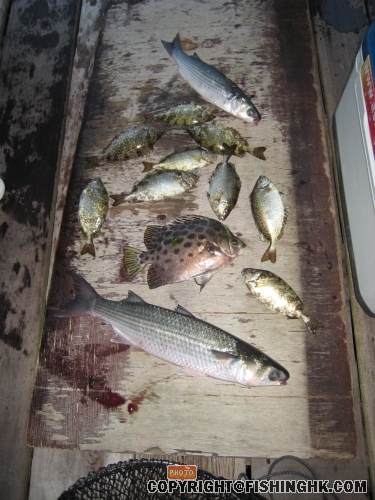 全日總魚獲~