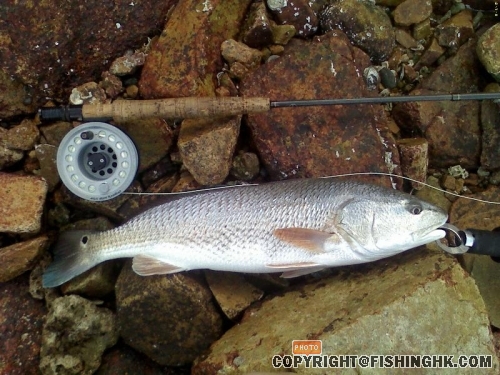 080705 Redfish 02.JPG
