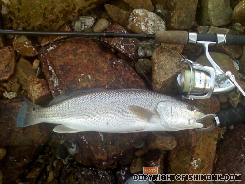 080705 Redfish 01.JPG