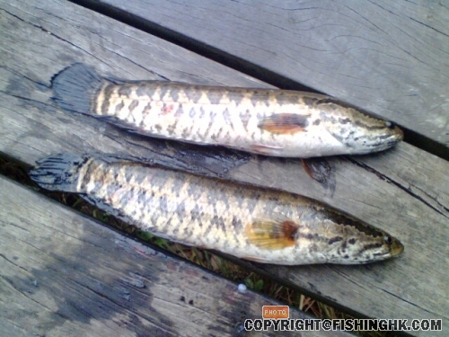 生魚仔.jpg