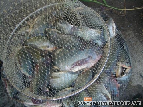 我的魚獲, 比預期小, 因非仔太多