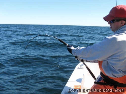tunaCapeCod10-10-08017.jpg