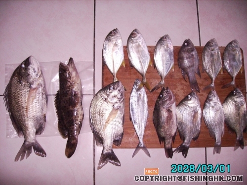 群魚.jpg