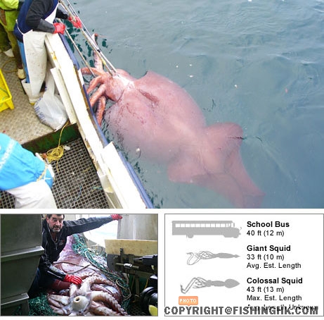 colossal squid.jpg