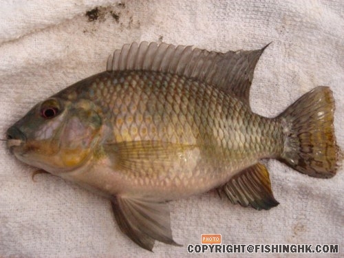 新釣場！一處的釣人樂鄉！臺釣的人間樂土！ 021.jpg