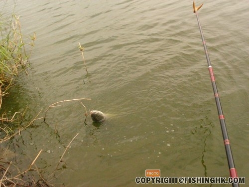 新釣場！一處的釣人樂鄉！臺釣的人間樂土！ 018.jpg