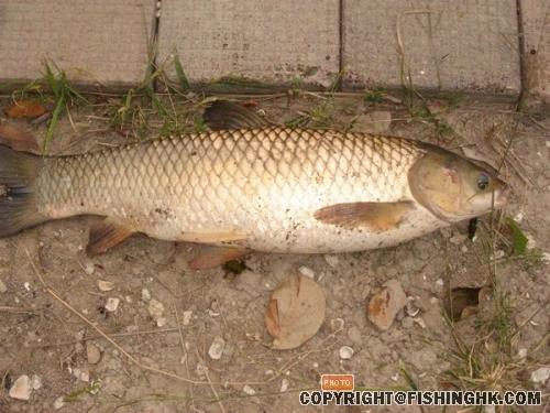 新釣場！一處的釣人樂鄉！臺釣的人間樂土！ 032.jpg