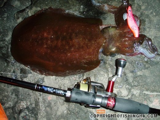 12/19 當天還有一尾兩斤級的~大尾魷