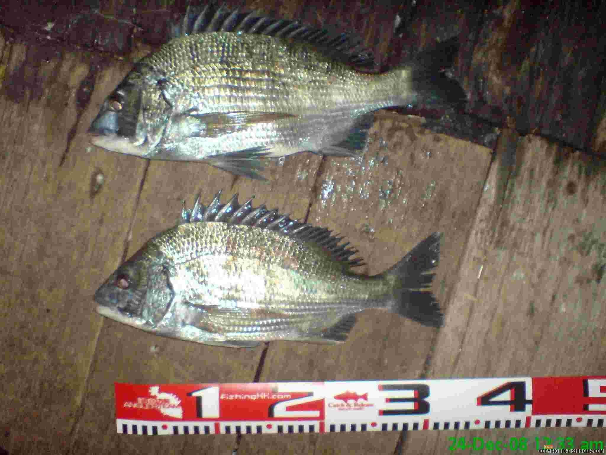 23122008A.JPG
