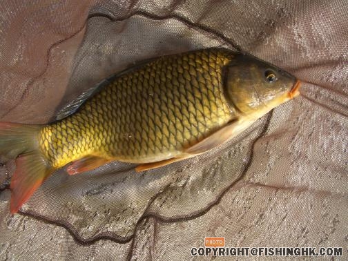 黃金鯉魚