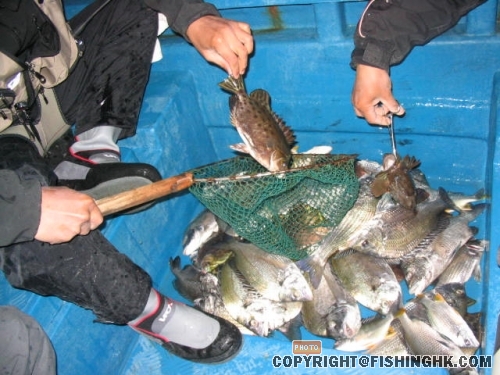點算魚獲...未計好多磅頭掉番落海
