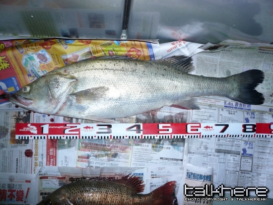 鱸魚只影最大呢条
