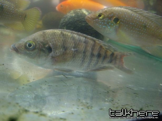 IMGP3827_1.JPG