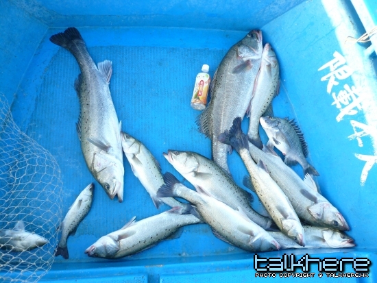 12条鱸1条沙立