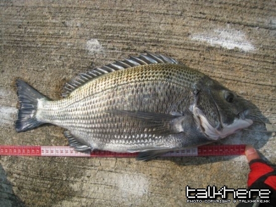 bigfish1.jpg