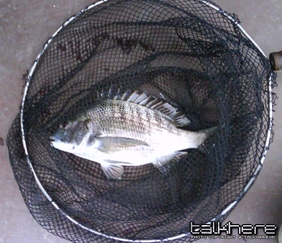 咁細條都要用"劉基".......條魚細定"劉基"大呢？