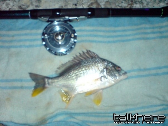 魚1條