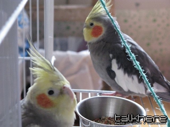 前面係福寶阿媽 -- marble, 後面當然係阿爸 -- momo.