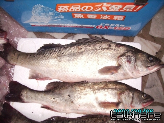 花鱸1.jpg
