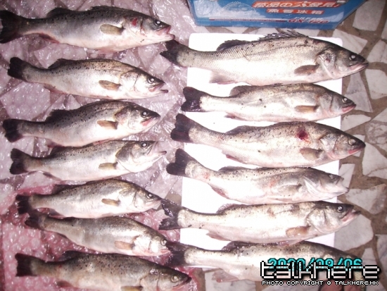 花鱸.jpg